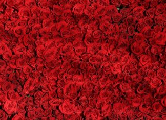 Czym się rożni komórka od telefonu?