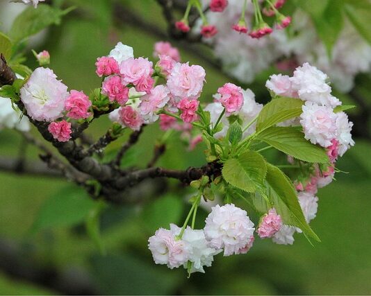 Jaka jest żywotność karty graficznej?