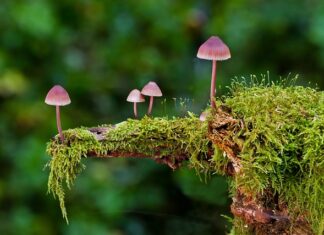 Jakie są rodzaje kart rozszerzeń?