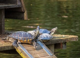 Jak przechowywać słuchawki bezprzewodowe? Jak przechowywać słuchawki bezprzewodowe?