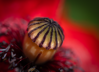 Ile pamięci RAM do grafiki?