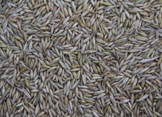 Kto produkuje AirPods? Kto produkuje AirPods?